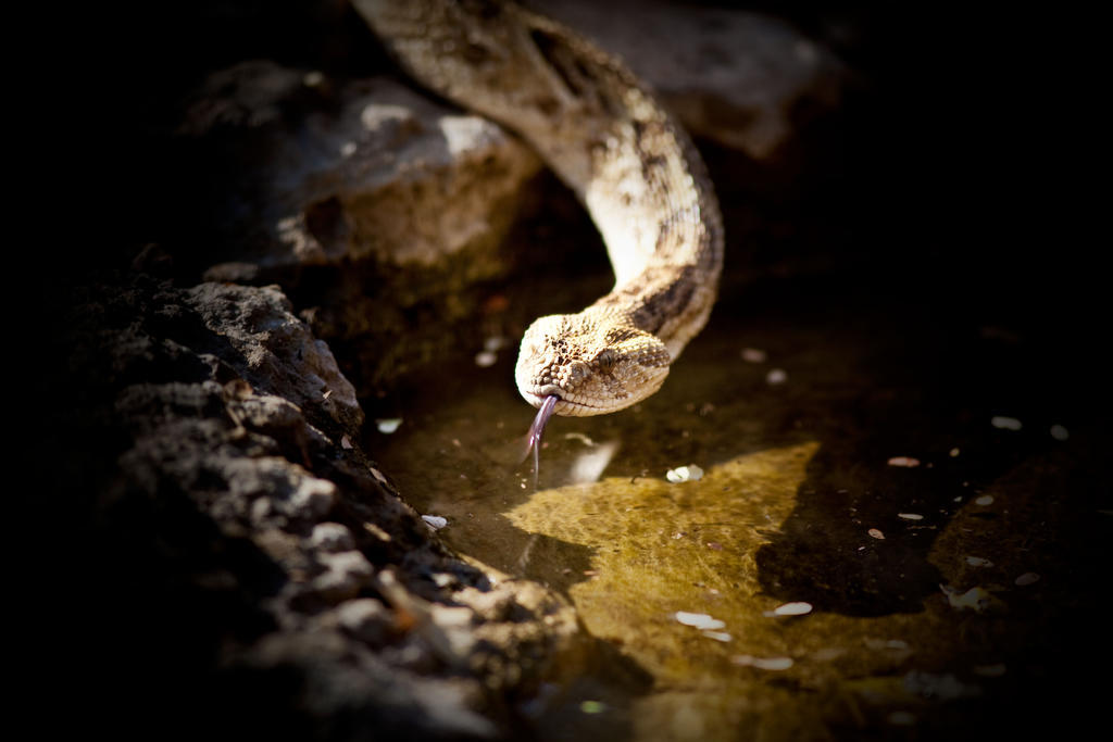 Villa Mokuti Etosha Namutoni Esterno foto