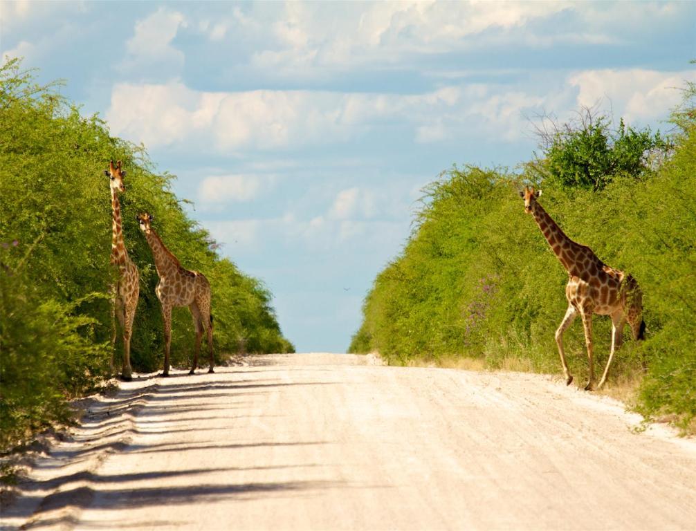 Villa Mokuti Etosha Namutoni Esterno foto